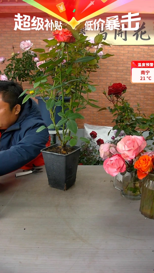 当前无花朵，栽培后可花朵朝霞