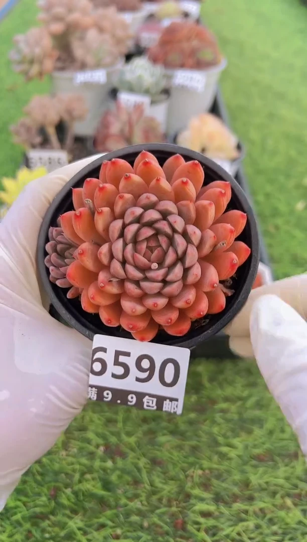 【闪购商品】信福多肉一物一拍