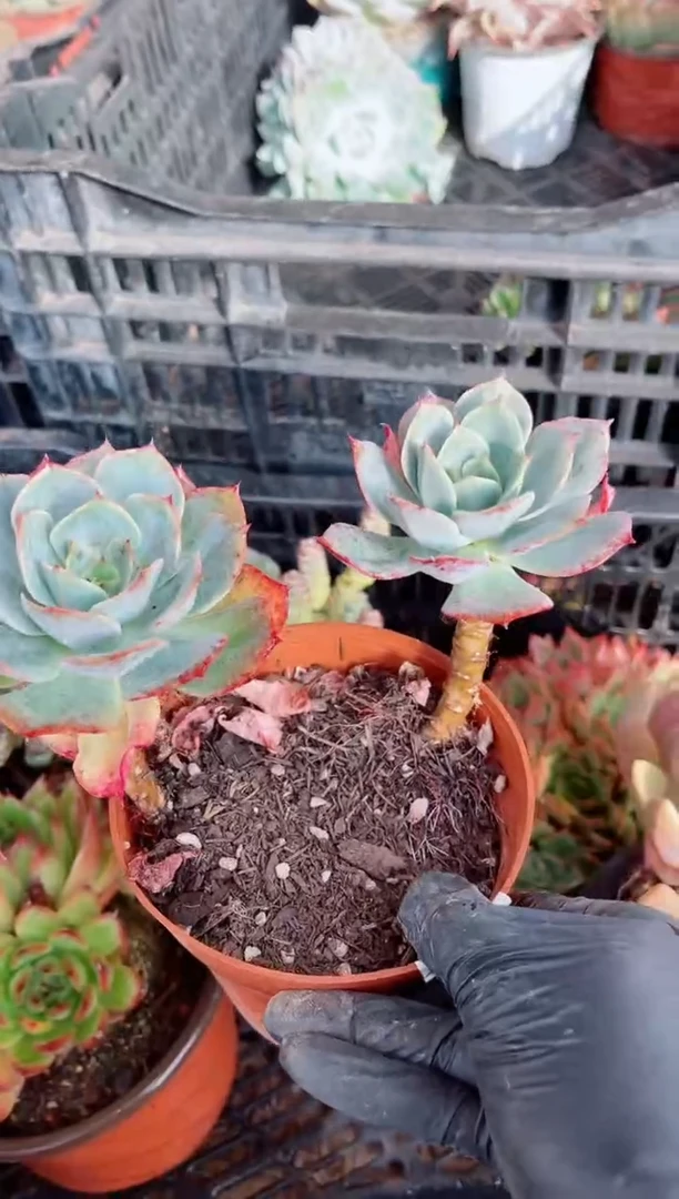 多*多肉植物一物一拍21098