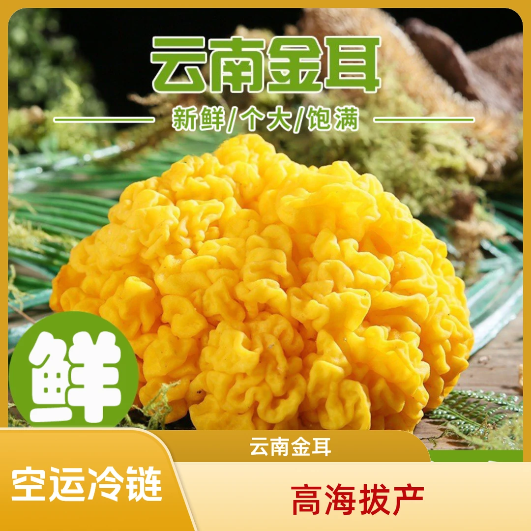 【云南新鲜金耳】高海拔金耳食用菌食材基地直发黄耳刺身汤羹