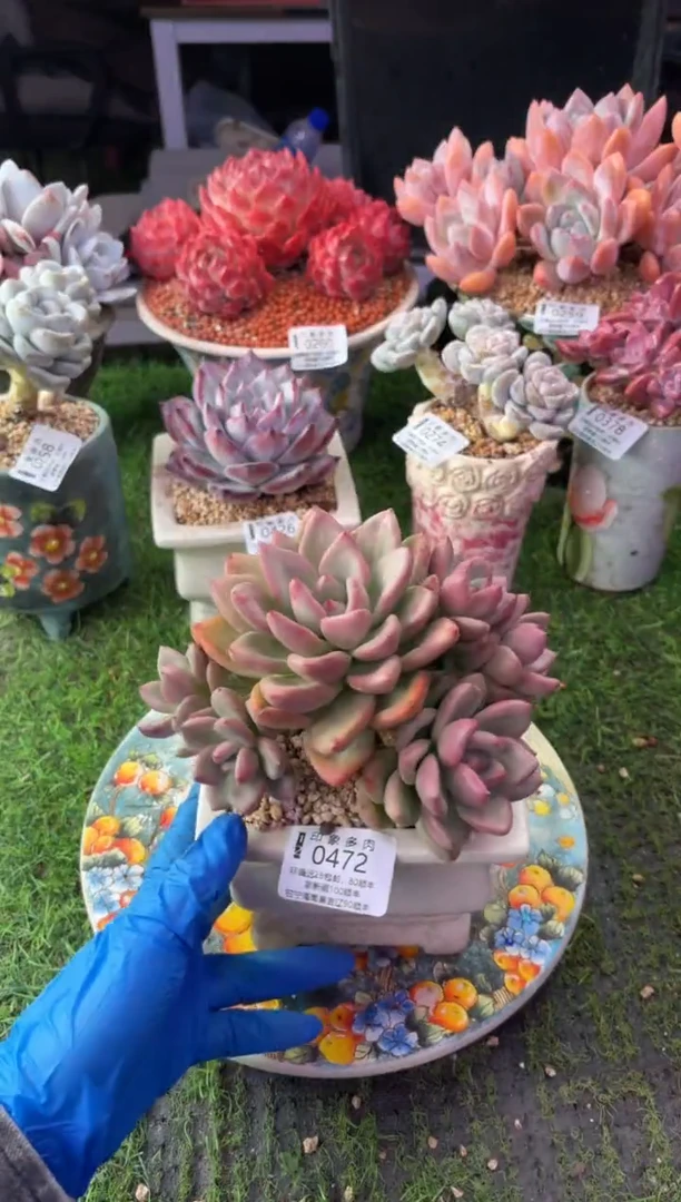 昆明印象多肉0472
