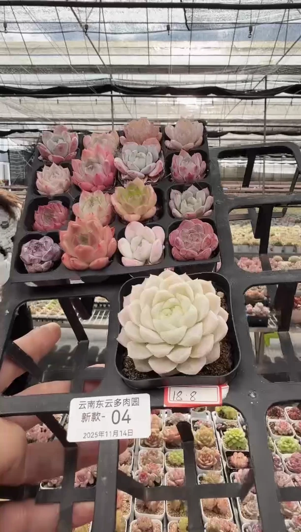 东云多肉园新款-04