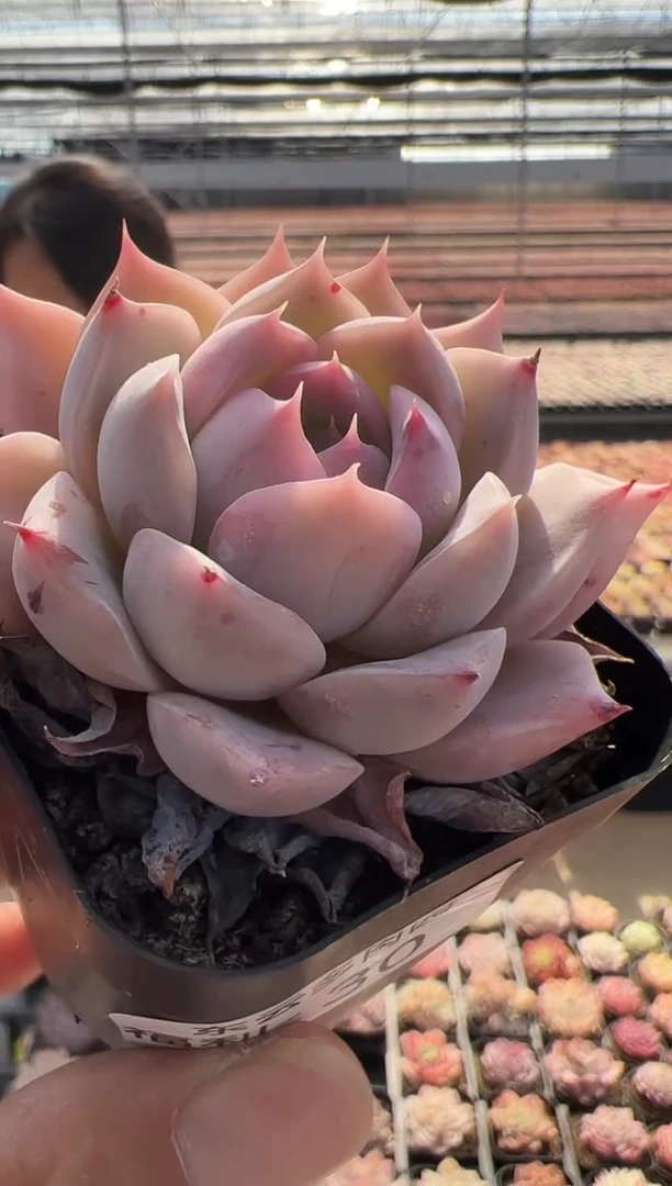 【闪购商品】福利-30