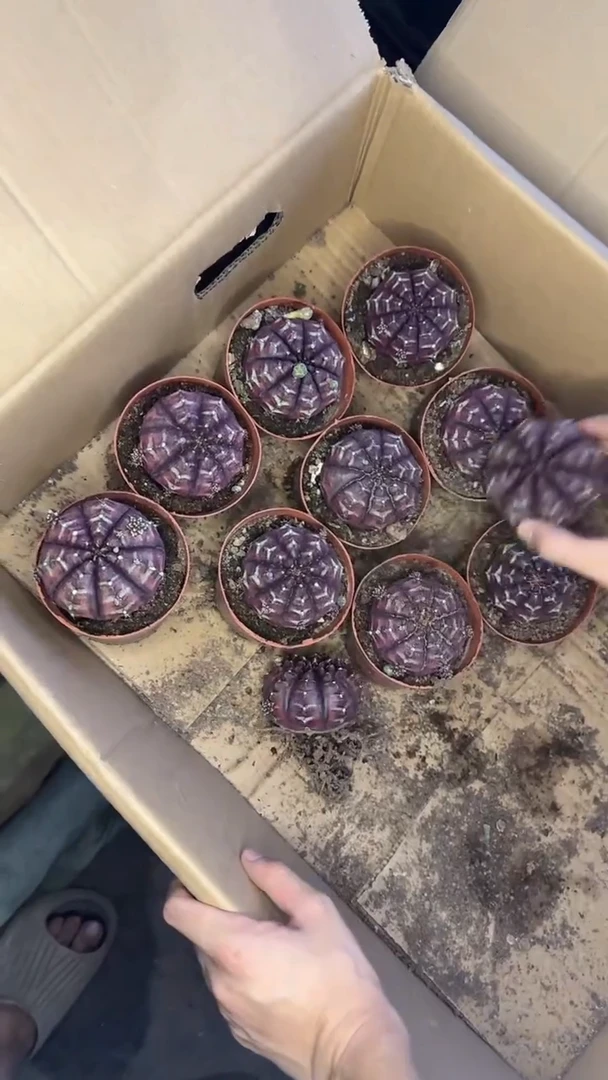 大号 梦想牡丹【带根【