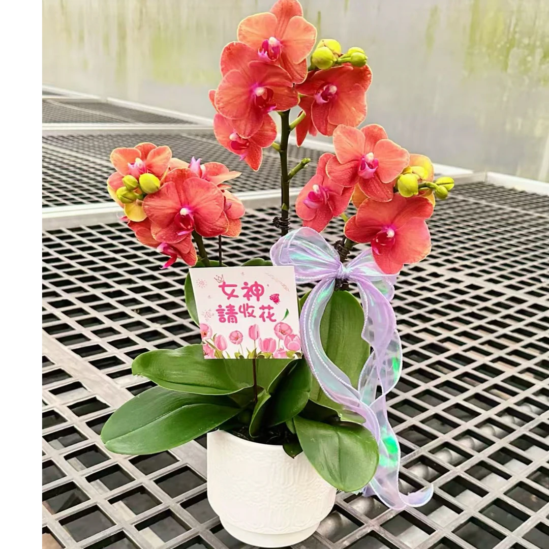 【金桔组盆】颜色喜庆好看桌面花型蝴蝶兰室内摆放耐热花期长盆栽