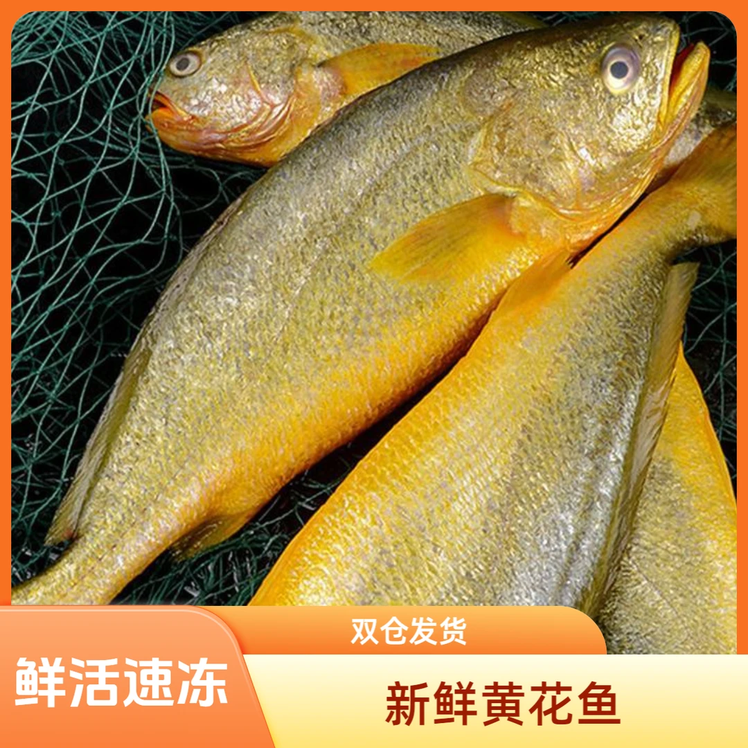 新鲜大黄花鱼8条约4.8斤  活鱼速冻原条不杀 5-6两左右/条