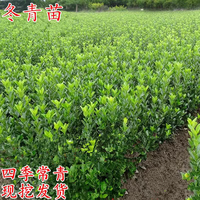 冬青树苗篱笆苗四季常青庭院围墙行道绿化苗木大叶万年青室外常绿