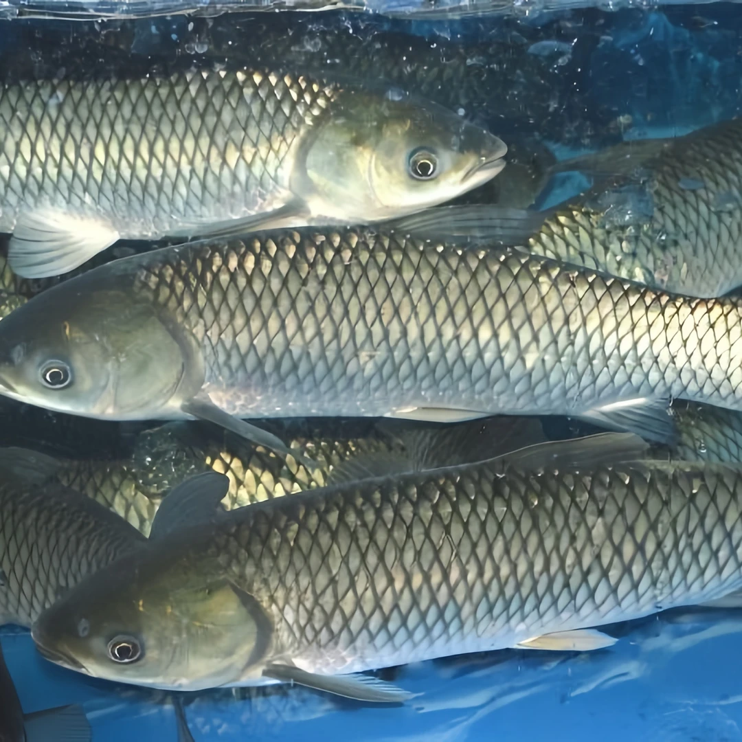 草鱼2-6斤（活鱼打氧发货）