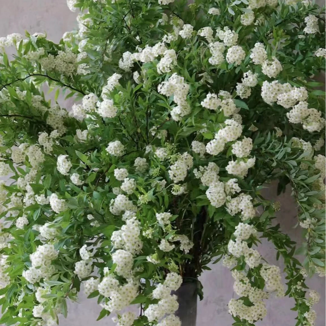 【小手球】 云南鲜花基地直发水培植物雪白花爆花神器带花带叶发货