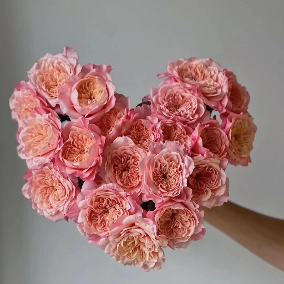 【花千花谷玫瑰】美琴，一单中通包邮，两单升级京东或顺丰冷链！