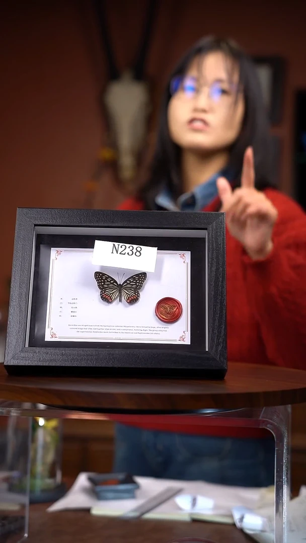 N238    黑脉蛱蝶