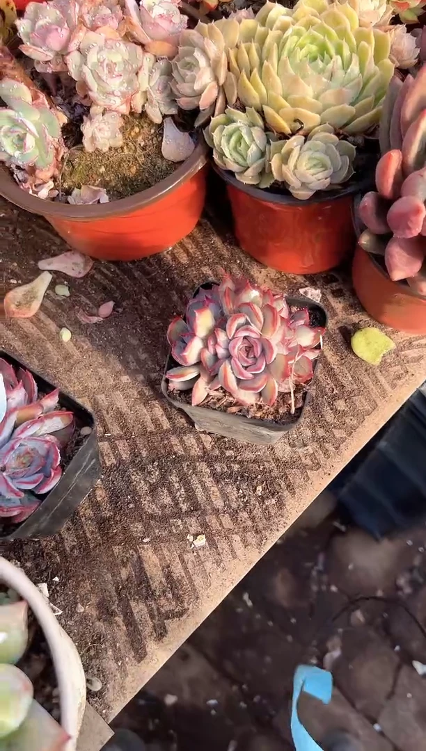 萤*多肉植物一物一拍23219