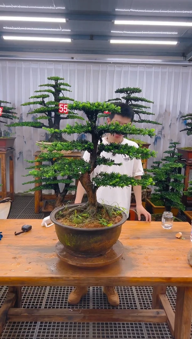 无花朵精品盆景直播间一物一拍