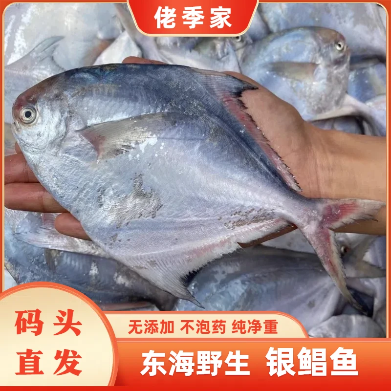 佬季家 东海白鲳  当季捕捞野生银鲳鱼