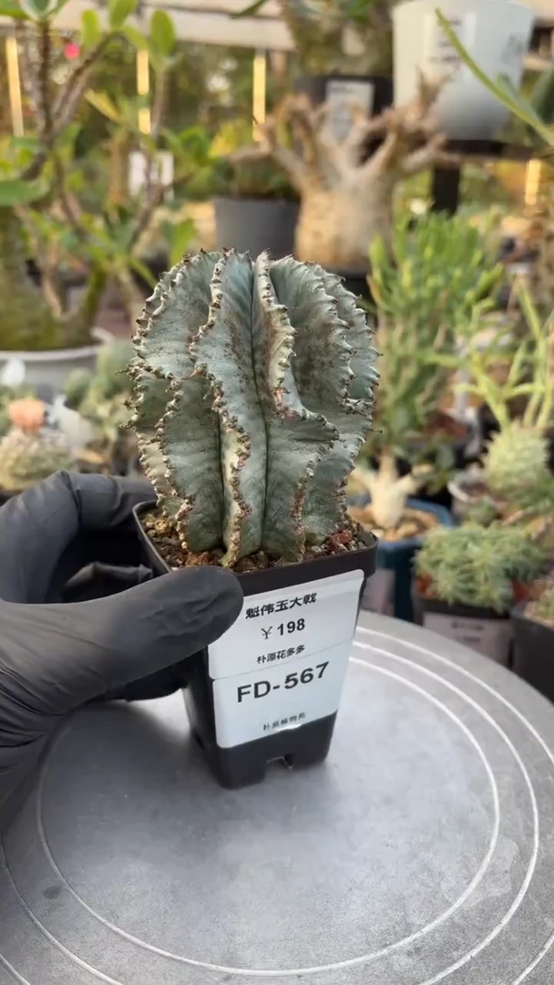 魁伟玉大戟FD-5697