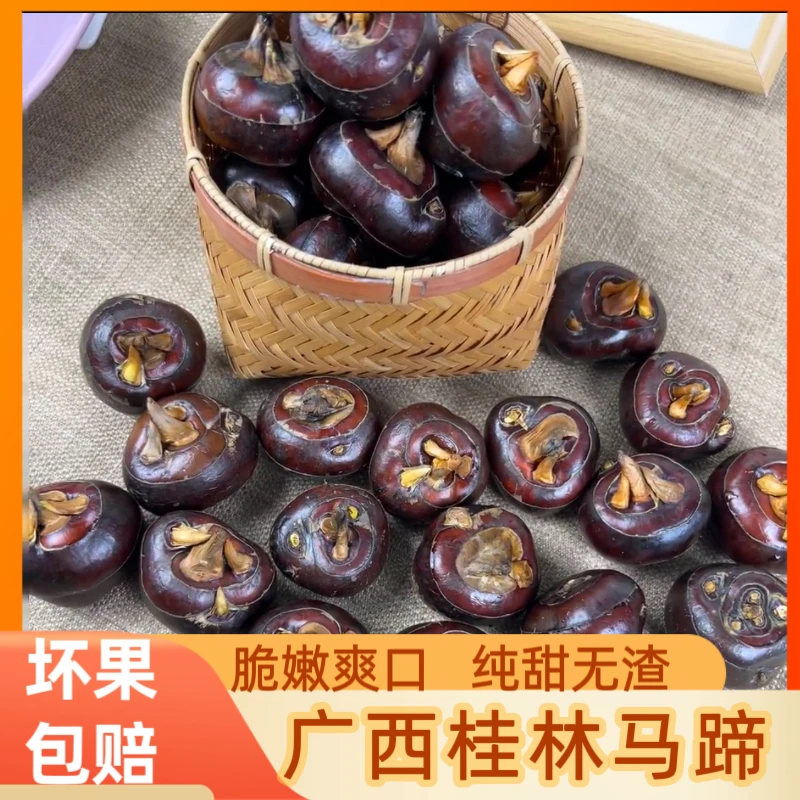 广西桂林荔浦水果马蹄荸荠地梨新鲜现挖牛奶马蹄红皮马蹄农家特产