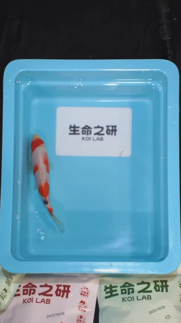 锦鲤血统大正锦鲤红白锦鲤丹顶红白丹顶三色锦鲤