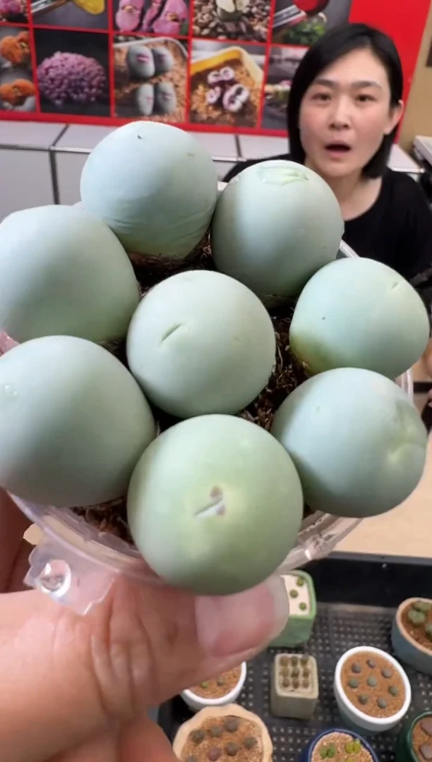 【闪购商品】29-36鸽子蛋一颗