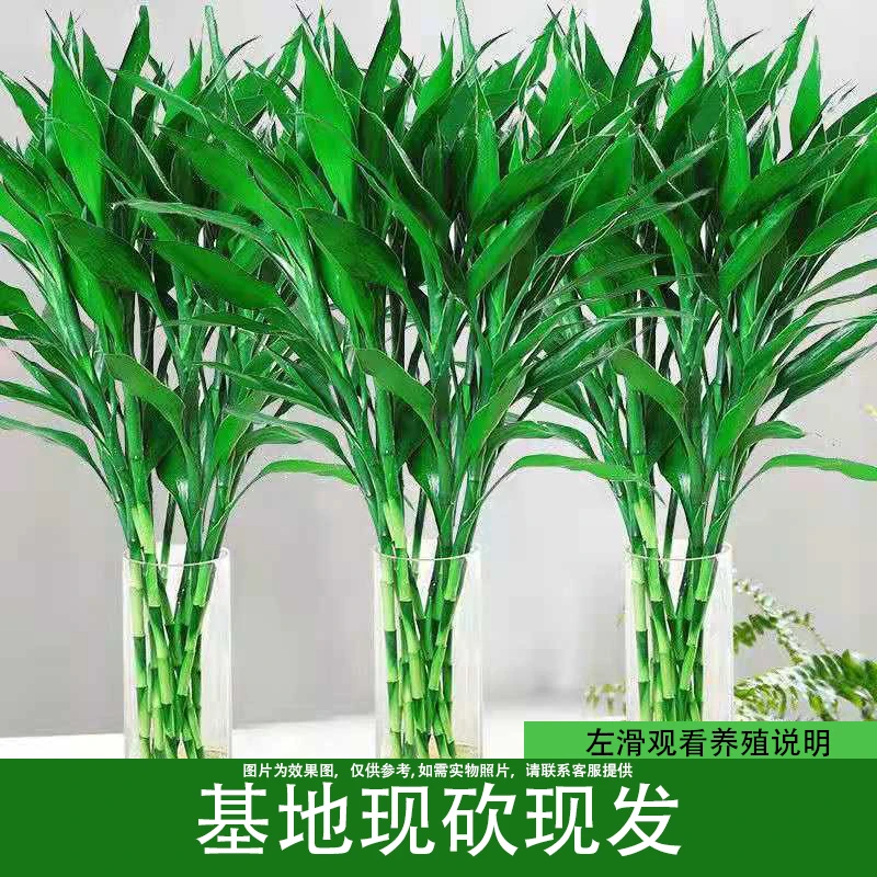 富贵竹中竹水培土培扦插植物室内盆栽绿植客厅花卉好养