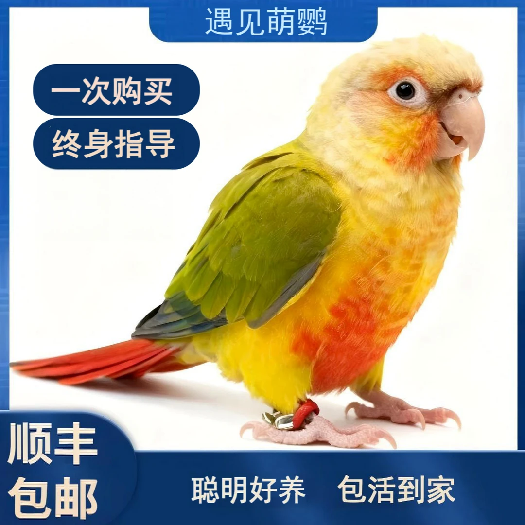 彩色手养可爱手雏鸟养殖场直播间顺丰直发手小鹦鹉小鸟手养鹦鹉