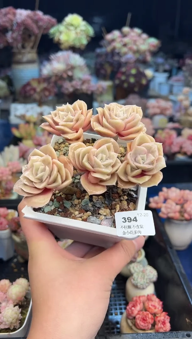 【闪购商品】394不带盆