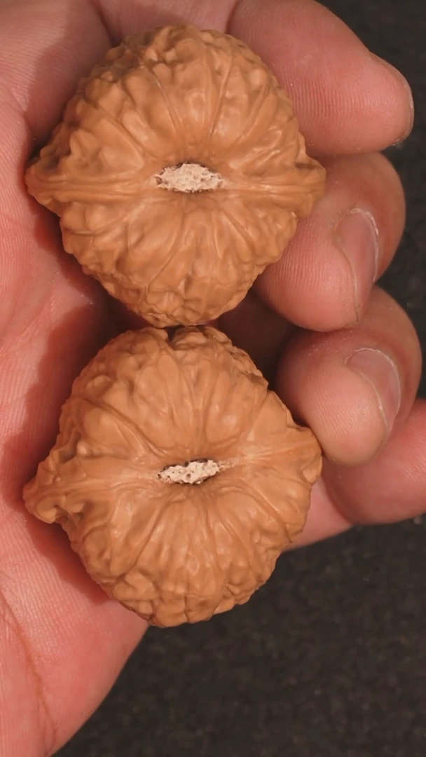 【闪购商品】文玩核桃把件南瓜墩36左右