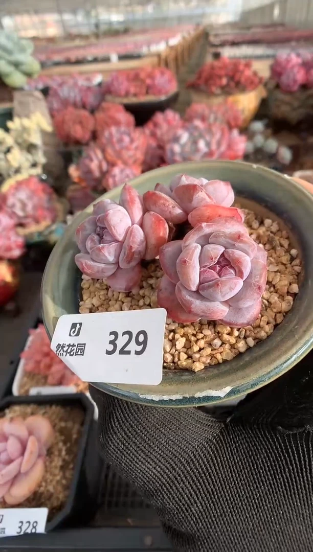 329星影一物一拍