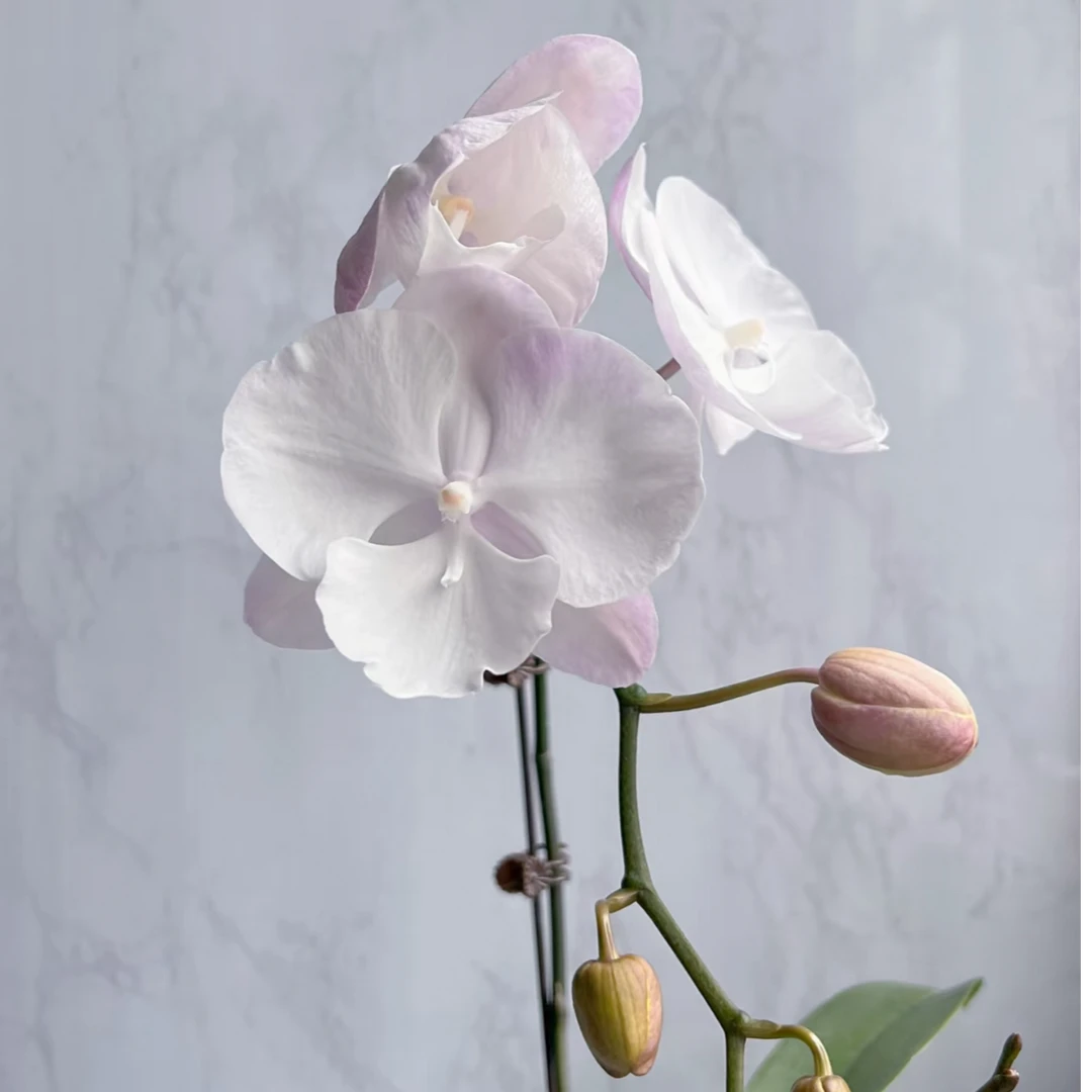 蝴蝶兰《小云朵》花中皇后高档室内阳台绿植花卉盆栽