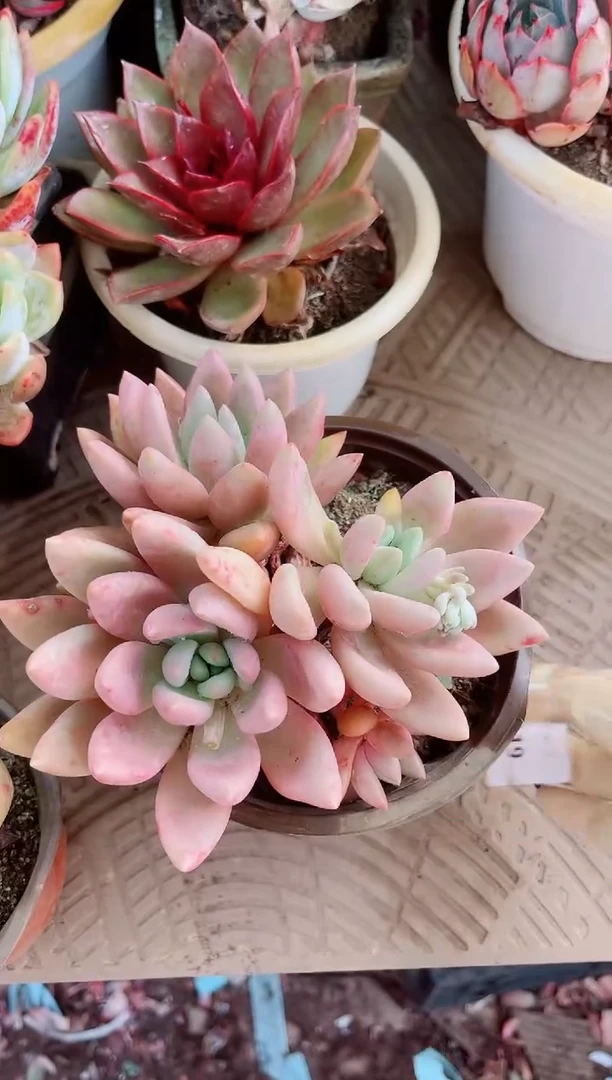 15119多肉植物一物一拍
