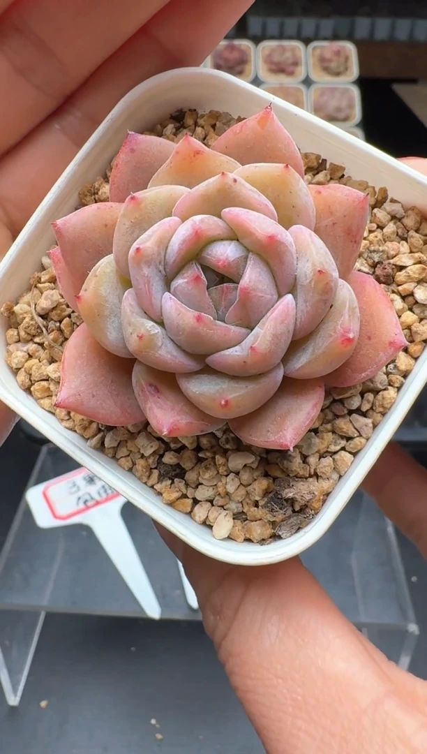 【闪购商品】909号 珍妮杂交多肉 花卉植物