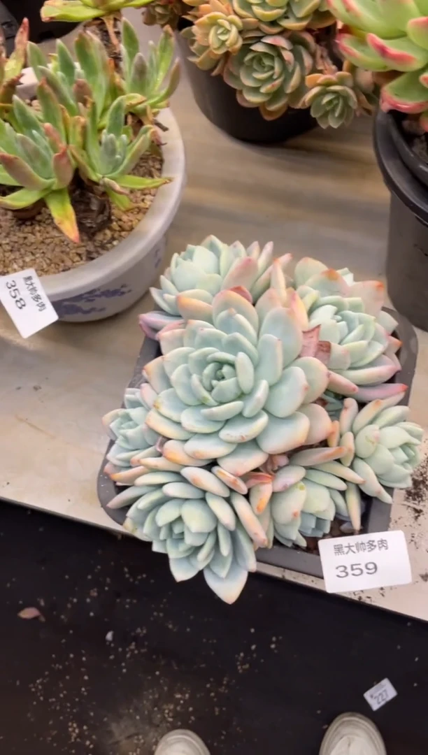 【闪购商品】359冷香