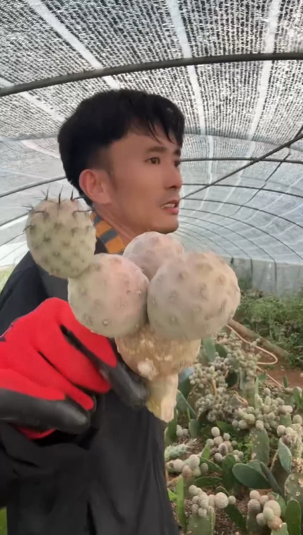 习自野无根保四头=======