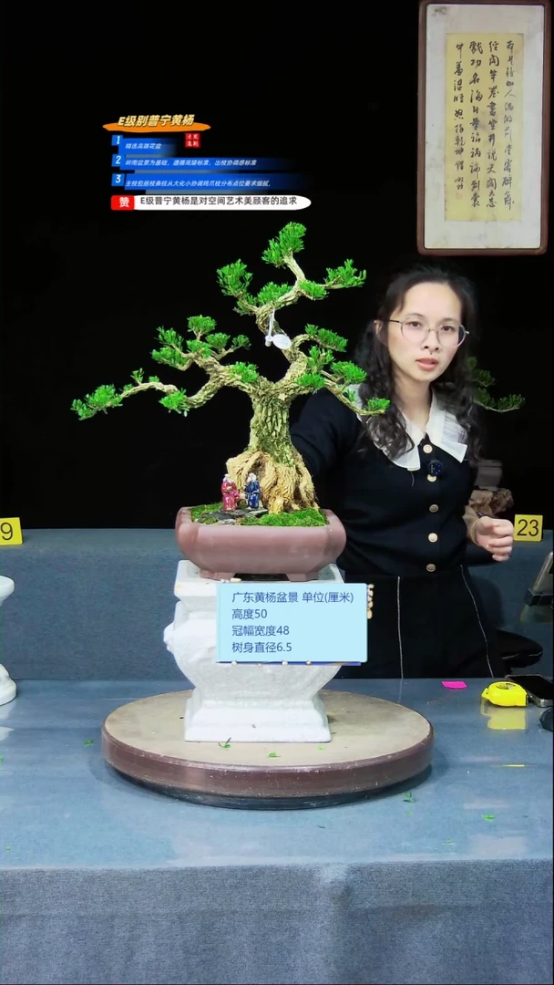 雀舌黄杨盆景雀舌黄杨盆景