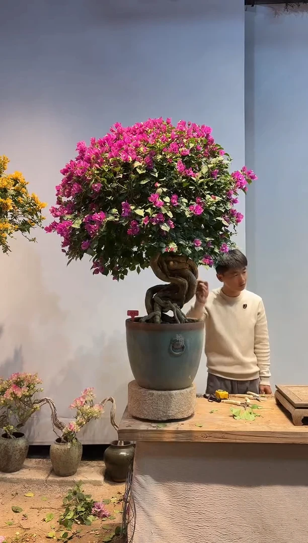 以实际为准三角梅42