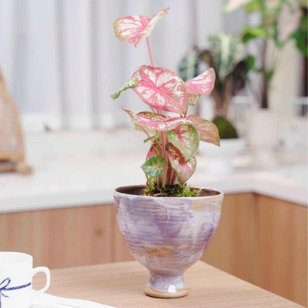 【如烟】苔藓球好养绿植不含盆器体量一样大