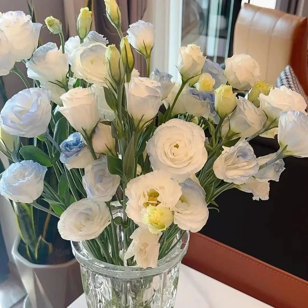 洋桔梗花四季易活阳台室内盆栽花卉植物花种子籽花籽开花重瓣花苗