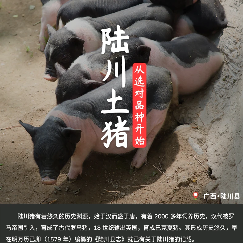 正宗陆川新鲜土猪肉