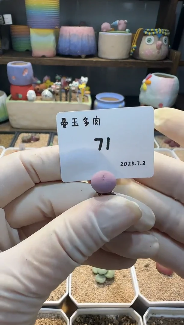 ❤****️25.7.3-71多肉多肉