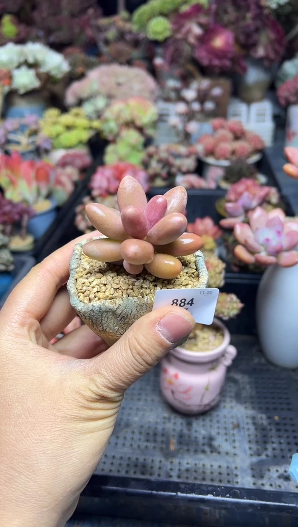 茉*884            不带盆