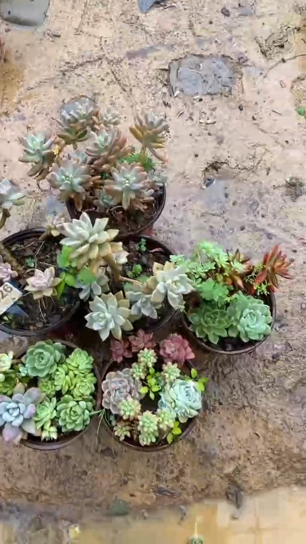 A326闪购清风花木兰多肉组合脱土发货