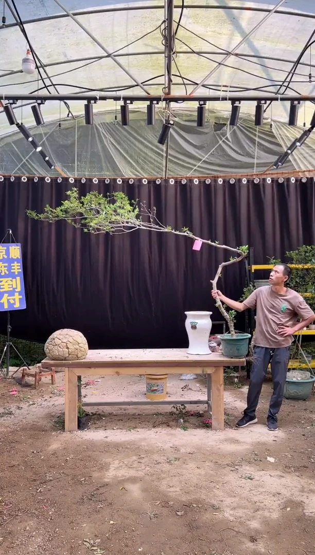 当前无花朵，栽培后可花朵威****司  海岛栀子花