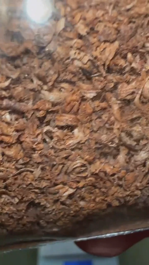 越南芽庄黑棋勾丝锯沫3g装