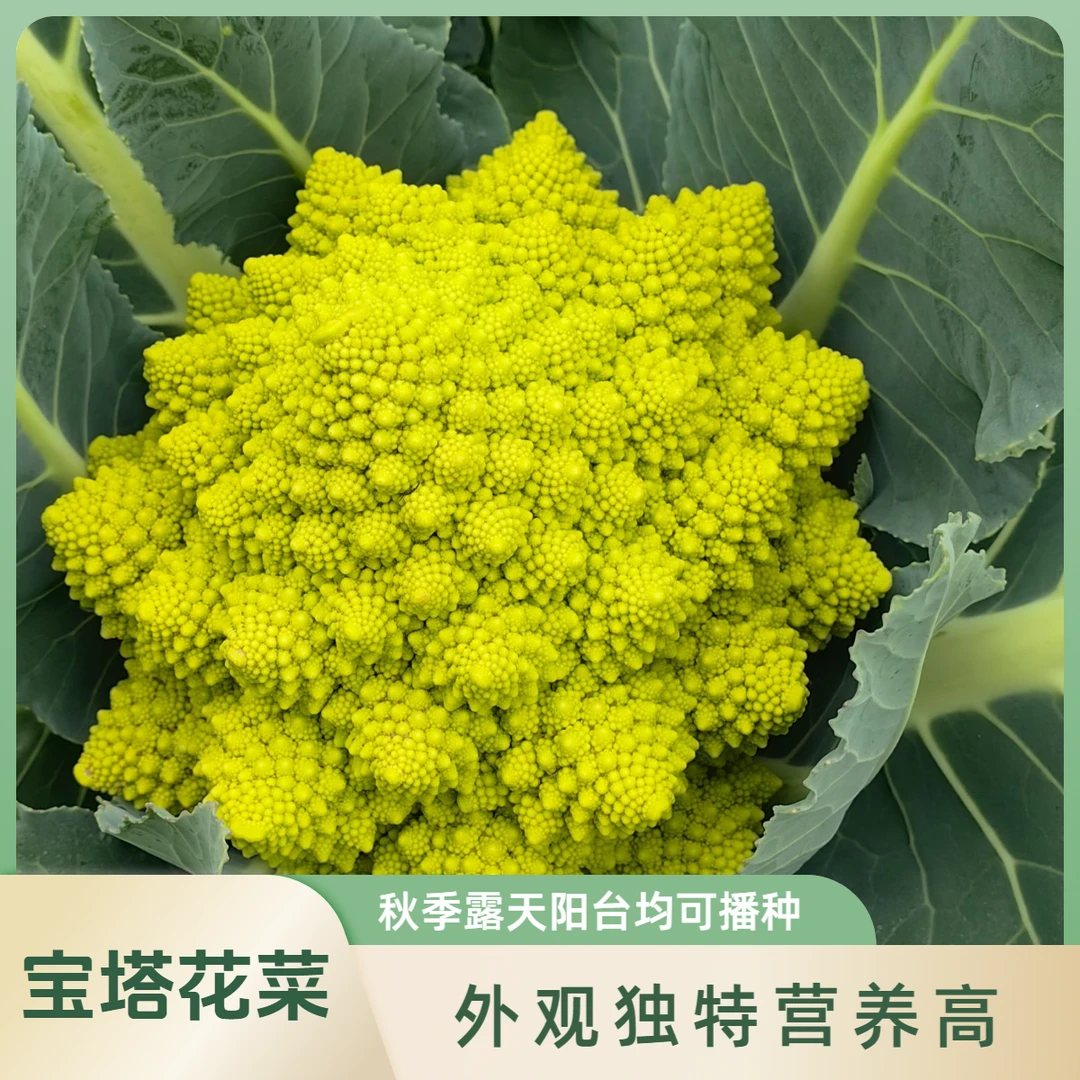 宝塔花菜种子绿色花菜宝塔菜种子秋季露天菜地阳台播种花菜种子