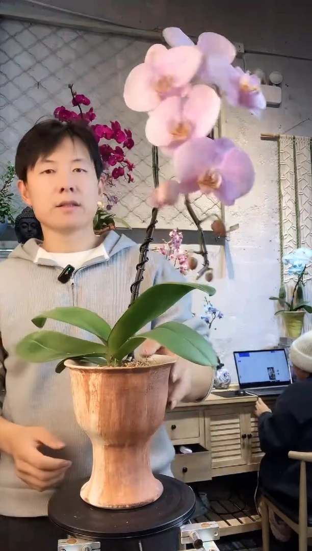 大部分花苞少量开放555蝴蝶兰一物一拍
