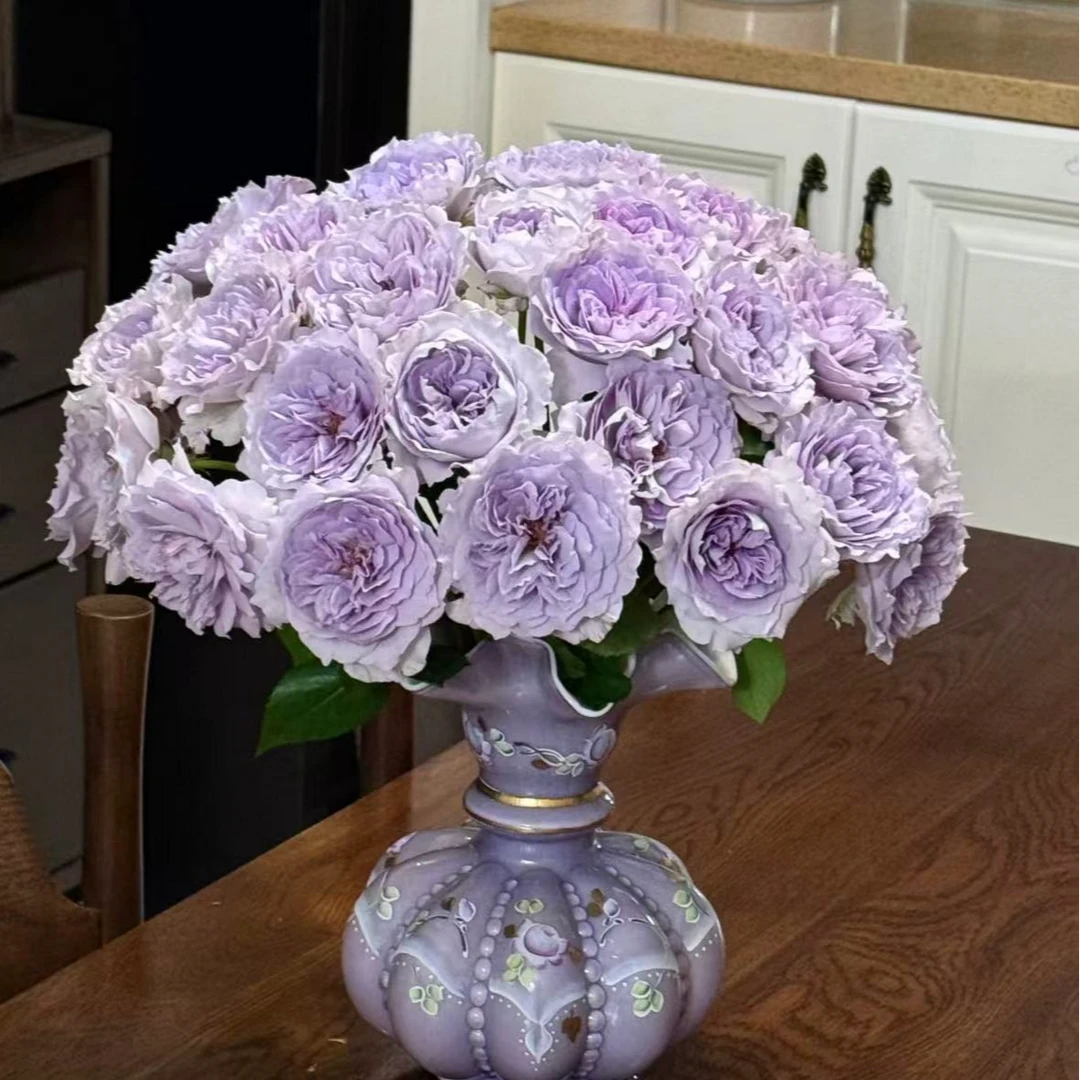 【一品花集】【迷雾紫】单头玫瑰