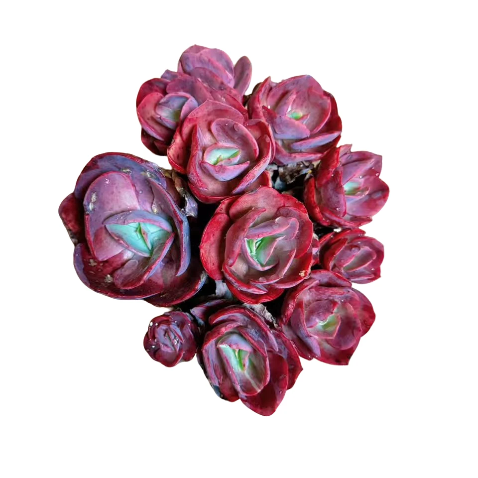 精品多头小叶秀妍多肉植物