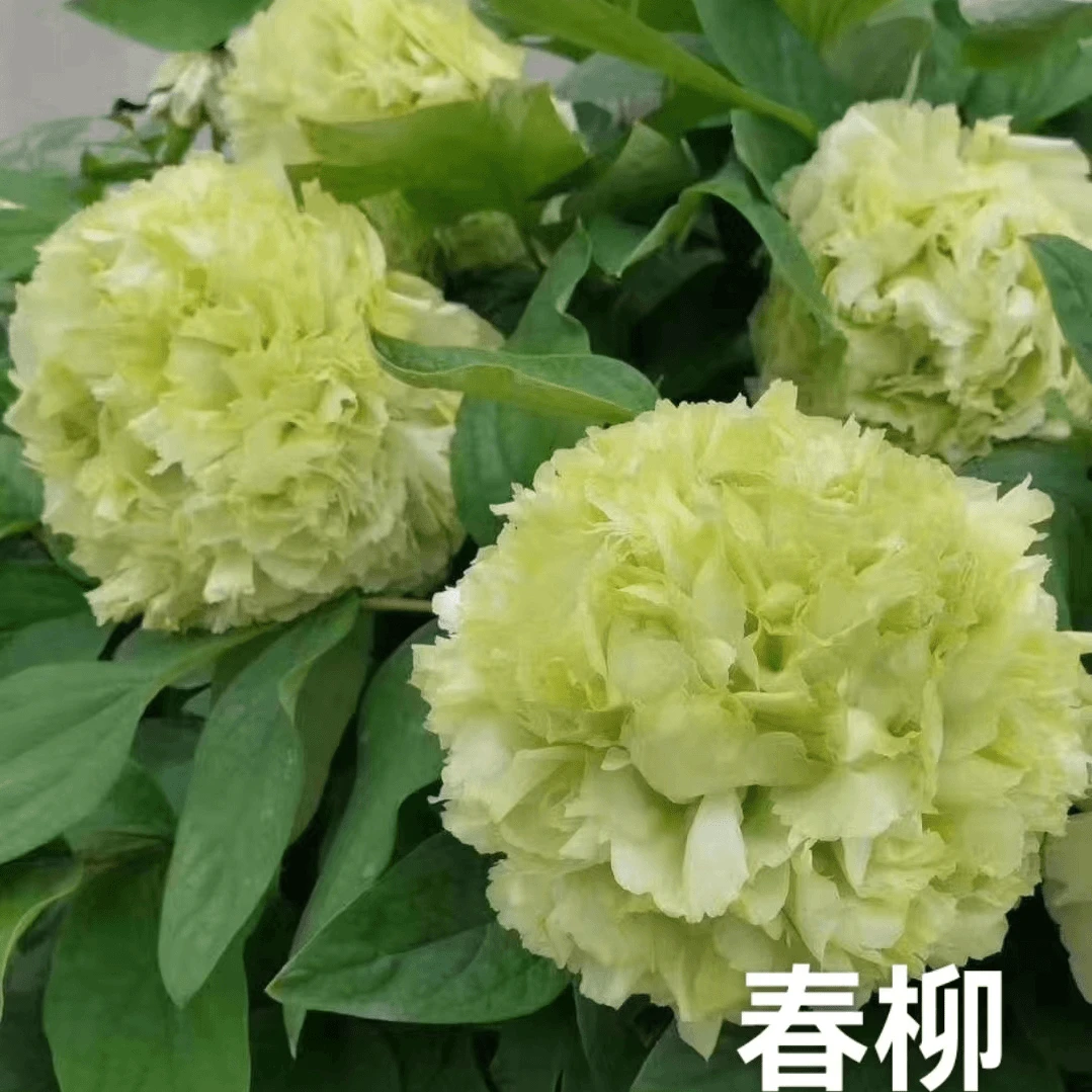 【春柳】正宗洛阳重瓣牡丹花苗北方耐寒盆栽地栽室内庭院花卉牡丹苗