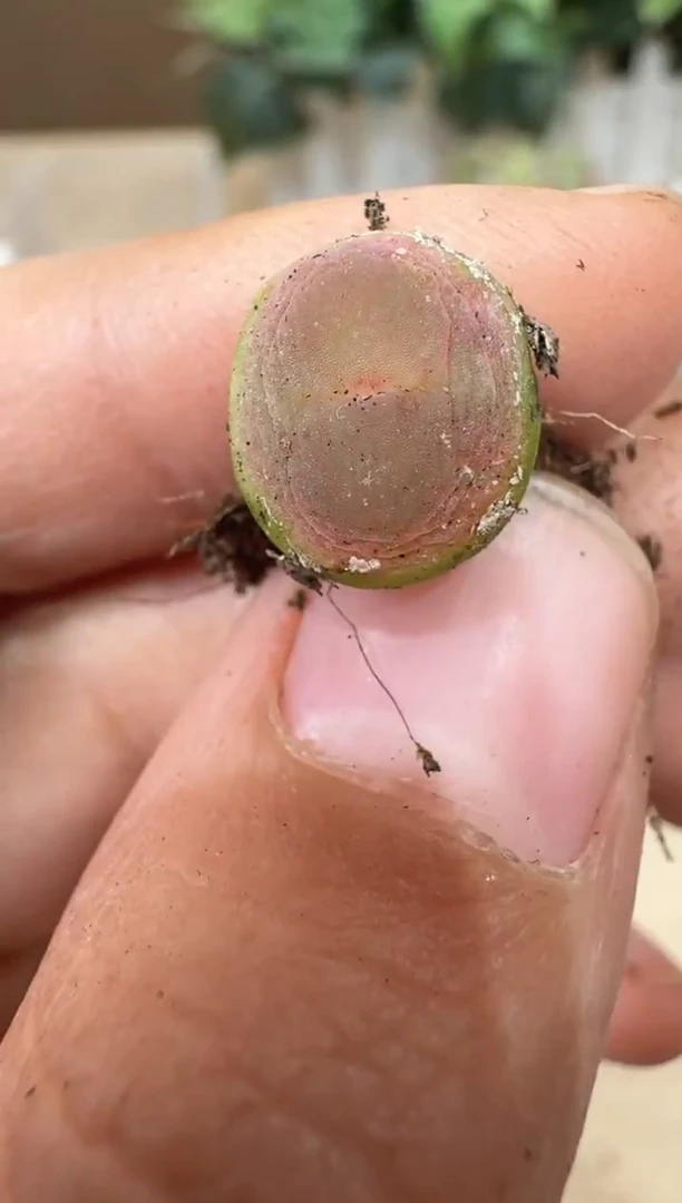 29-249多肉植物肉锥