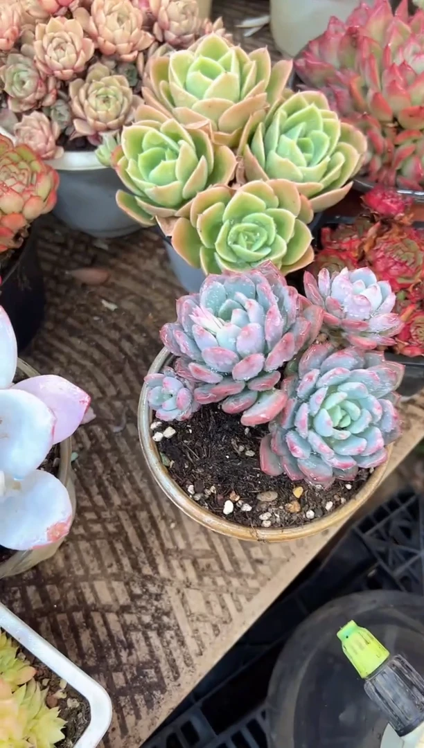 胜*多肉植物一物一拍14395