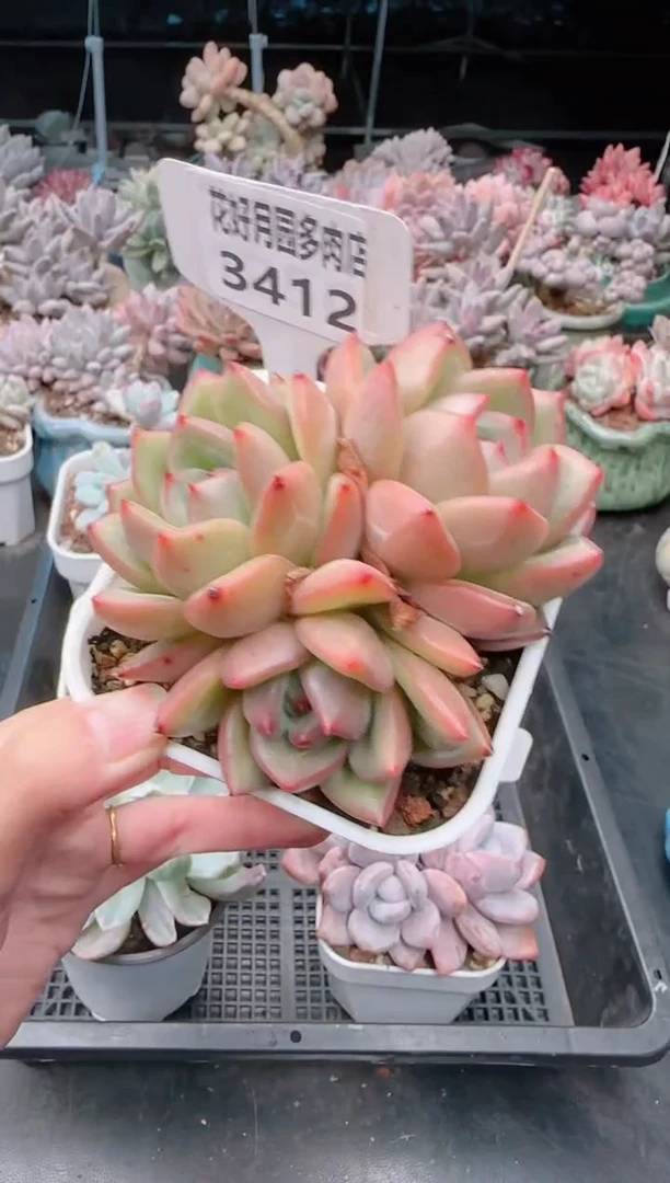 【闪购商品】3412.